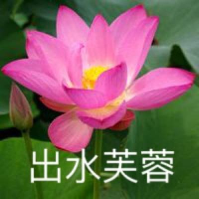 doglife下载